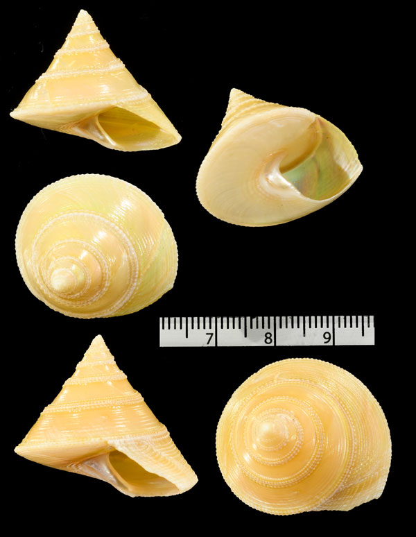 インドスコッティエビス (仮称) Calliostoma sublaeve small