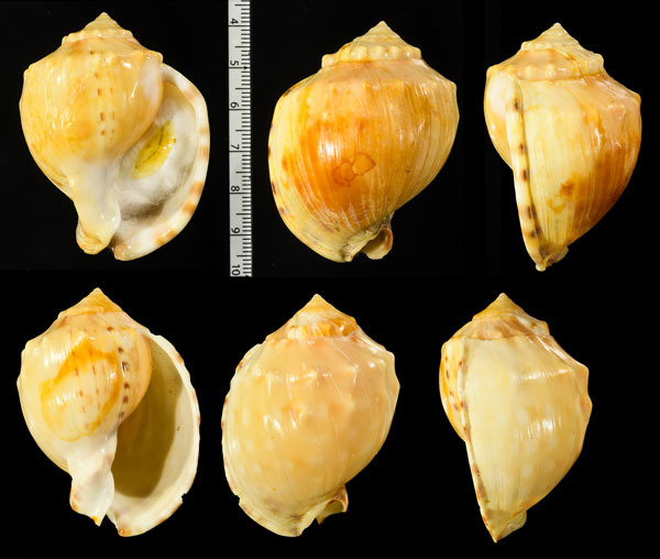 ナンアメノウタイコガイ (仮称) Semicassis zeylanica small