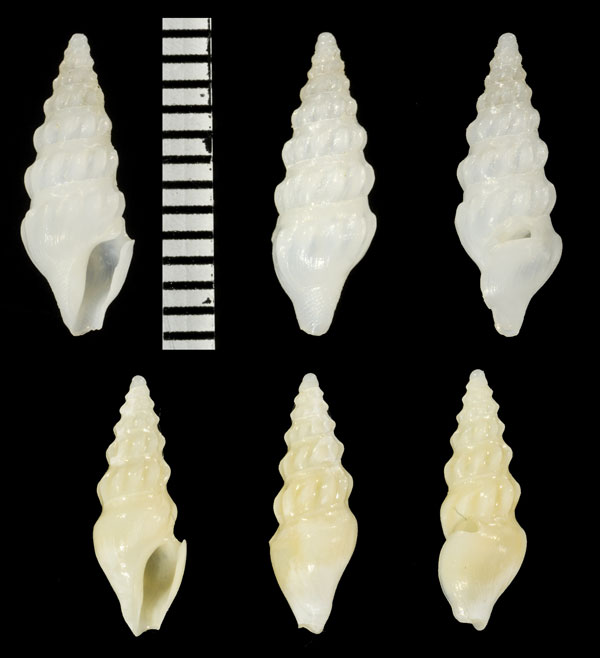 ゴシキモミジボラ Splendrillia aomoriensis small