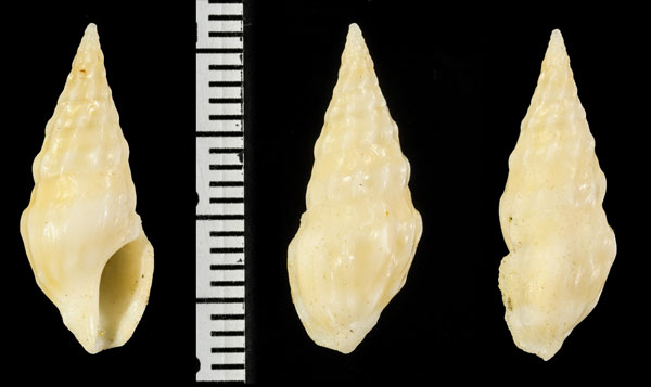 ソコヒダペルシャクダマキ (仮称) Tylotiella malva small