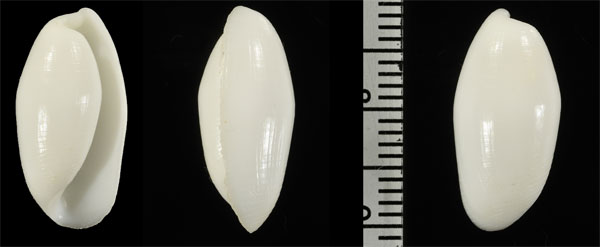 カタカイコガイ (仮称) Aliculastrum solidum small