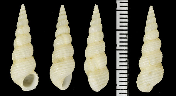 ウネキリイトカケ Acirsa sp. small