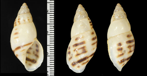 ユカタンミカンマイマイ (仮称) Drymaeus serpesratrum small