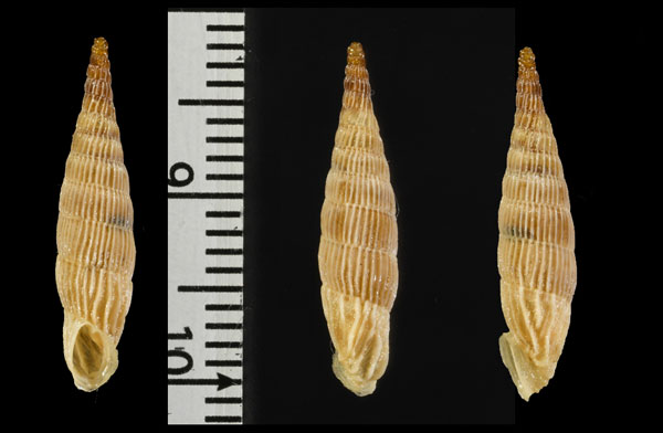 ニヨリヒダトリアオギセル (仮称) Albinaria praeclara parallelifera small