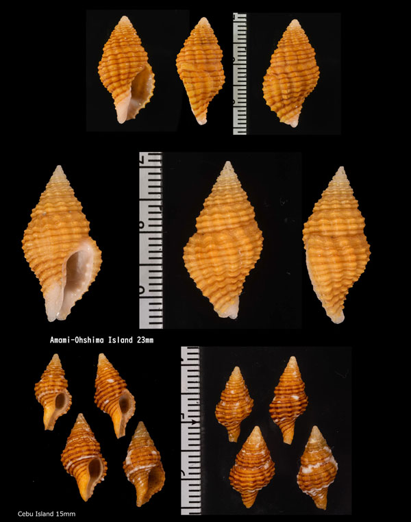 カザリニシキニナ Turrilatirus lautus small