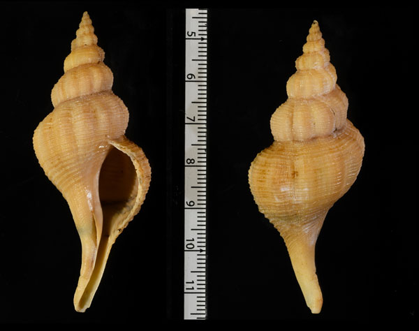 カナマルナガニシ Fusinus sp. small