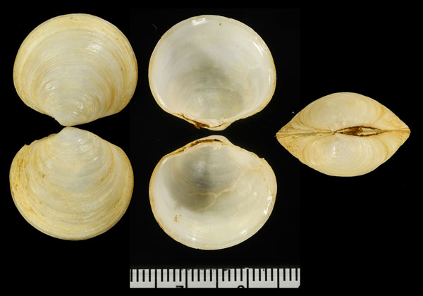 タイヘイヨウマルシオガマ (仮称) Zemysina orbella small