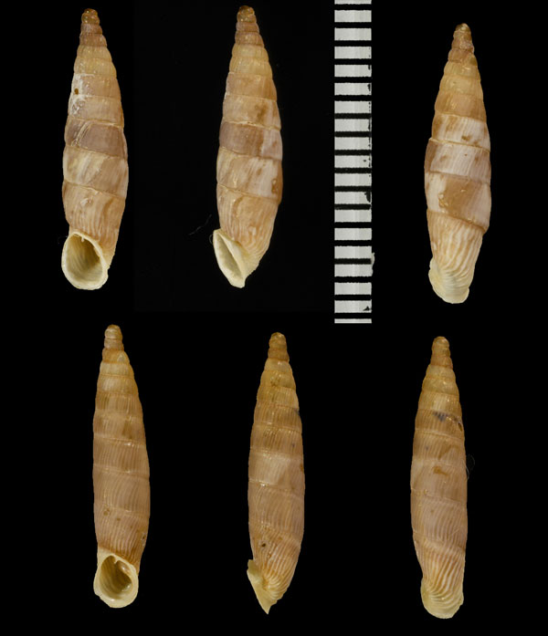 グラブスクレタアオギセル (仮称) Albinaria cretensis grabusana small