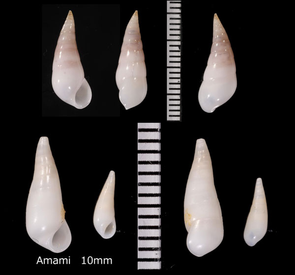 クネリクリムシ Melanella flexuosa small