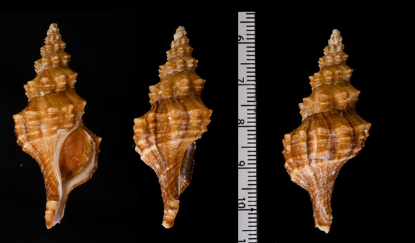ツバクロナガニシ Fusinus tuberosus forma nigrostratus small