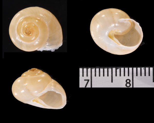 ハイテンキヌメマイマイ (仮称) Plagioptycha haitensis small