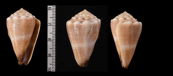 ゴマスジイモの一型 Conus biliosus f. neoroseus small