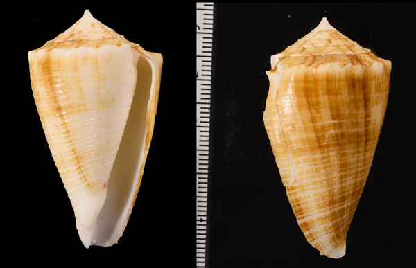 キジビキイモ Conus sulcatus small