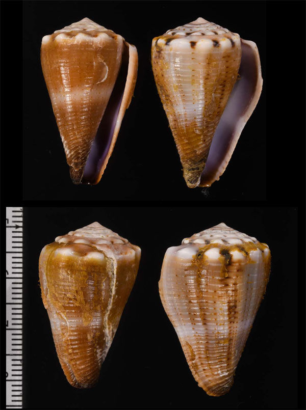 ゴマスジイモ Conus biliosus small