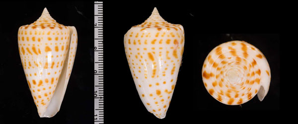 ヨウラクイモ Conus spurius small