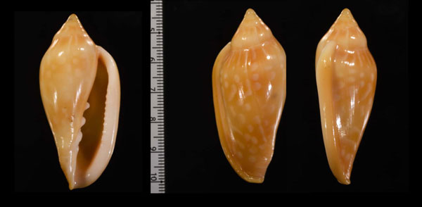 シラボシヘリトリモドキ　(仮称) Marginella pseudodesjardini small