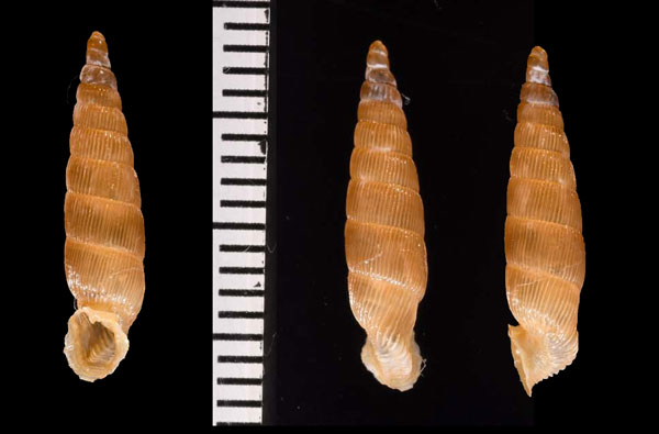 プロフーガギセル （仮称） Albinaria profuga small
