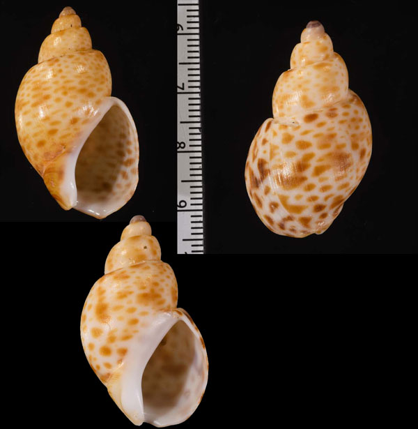 コモンバイ Zemiropsis papillaris small