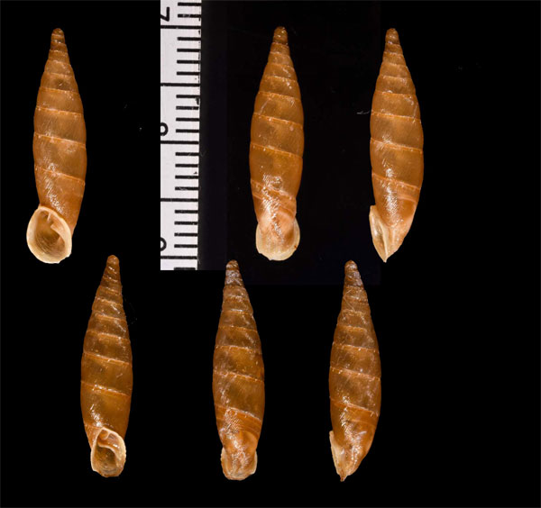 ナナヒダギセル (仮称) Charpentieria septemplicata small