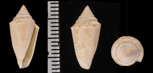 マガタマイモ Conus jaspideus small