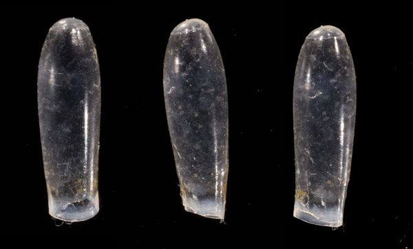 ウキヅツ Cuvierina columnella small