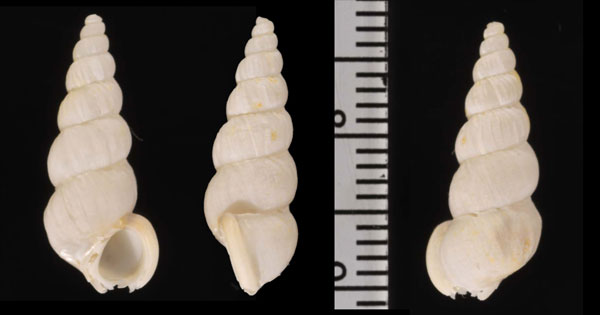 ヒトフシイトカケ Opalia monovaricosa small
