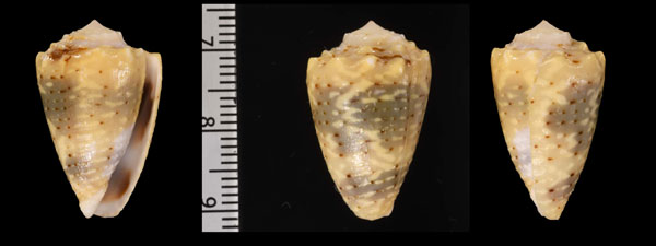 ガラパゴスイモ Conus tiaratus small