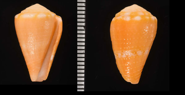 コマドリイモ Conus cardinalis small
