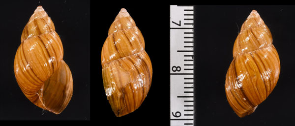 プラニバスミカンマイマイ (仮称) Drymaeus planibasis small