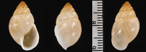 フクレブリストルトウガタマイマイ (仮称) Rhinus ovulum small
