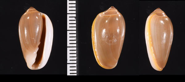 カスミトリノコ Prunum sapotilla small