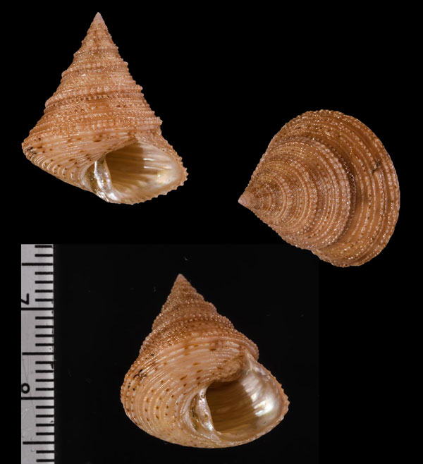 アンゴラエビス Calliostoma hernandezi