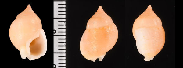 ナタリータマゴムシロ (仮称) Demoulia ventricosa nataliae small