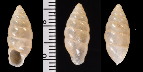 ラヨーンホソマイマイ (仮称) Pseudobuliminus siamensis small
