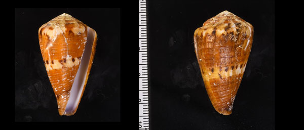 セシリアサラサミナシ Conus capitaneus ceciliae small