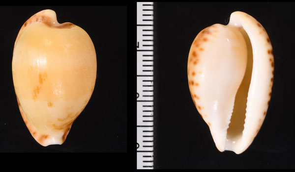 ヘンゲダカラ Cypraea capensis capensis amphithales small