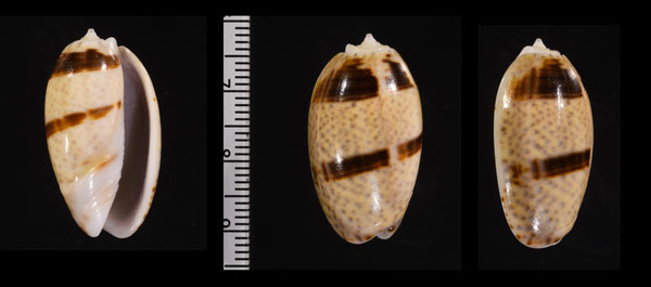 フタオビセキトリマクラ Oliva bulbosa bicingulata var. small
