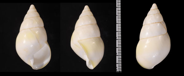 キヌスジイトヒキマイマイ Liguus fasciatus organensis small