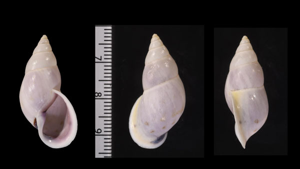 シロムラサキヒロクチミカンマイマイ (仮称) Drymaeus violaceus eversus small