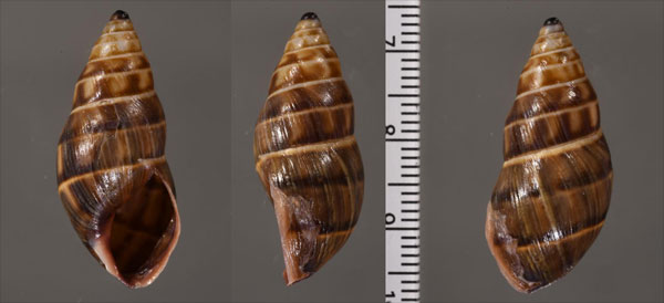 タテヒダミカンマイマイ （仮称） Drymaeus plicatoliratus small