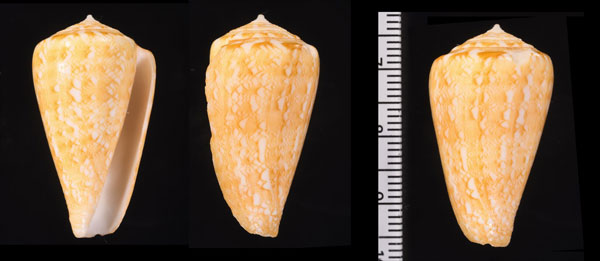ナタールイモ Conus natalis small