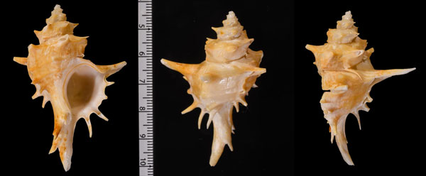 ヒイラギガイ Poirieria zelandica small