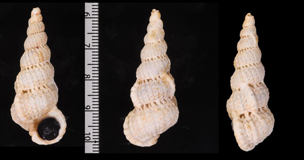 マダガスカルチリメンニナ (仮称) Cirsotrema intextum small