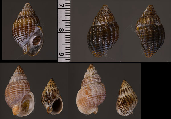 ヒダトリキザミムシロ (仮称) Nassarius plicatellus small