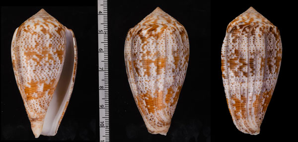 フトメノウイモ Conus achatinus small