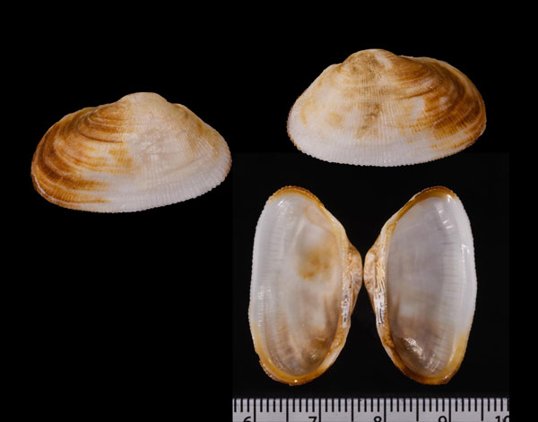 ピスタチアエガイ (仮称) Barbatia pistachia small