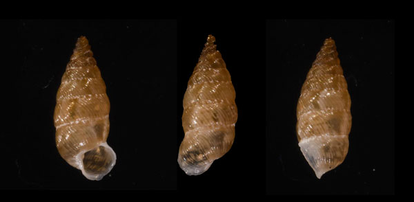 ダイリセキサナギヤマイトカケ (仮称) Microceramus marmoratus small
