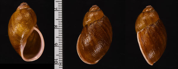 ヨロコビナツメマイマイ (仮称) Plekocheilus jucundus small