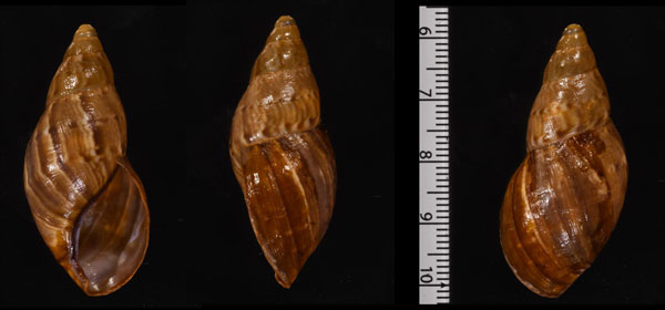 ホソデニスンサルタンマイマイ (仮称) Hemibulimus excisus small