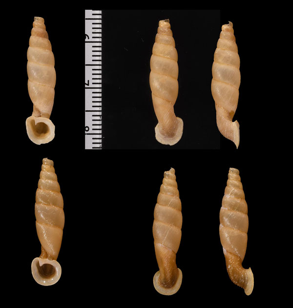 バベワニグチギセル (仮称) Tropidauchenia bavayi small